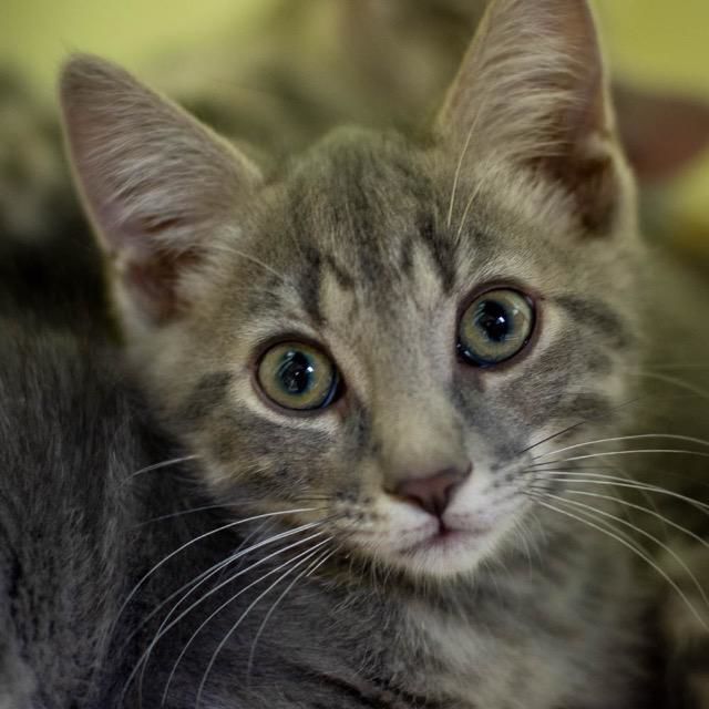 x-petsoftheweek070419-3-abe.jpg